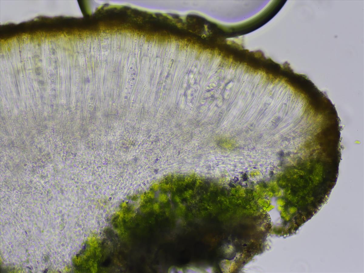 Xanthocarpia crenulatella (door Lukas Verboom)