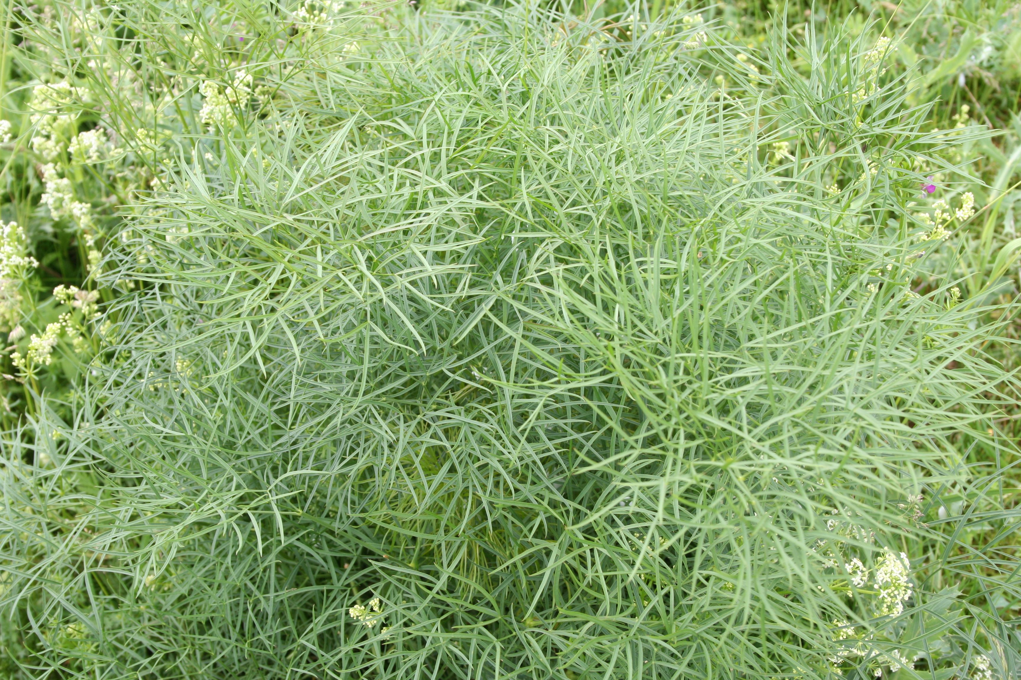 Peucedanum officinale (door Kees Groen)