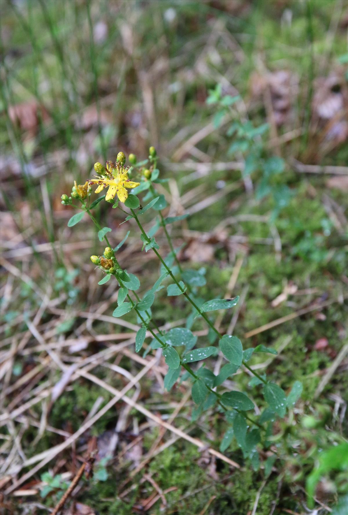 Hypericum maculatum subsp. maculatum (door Stef van Walsum)