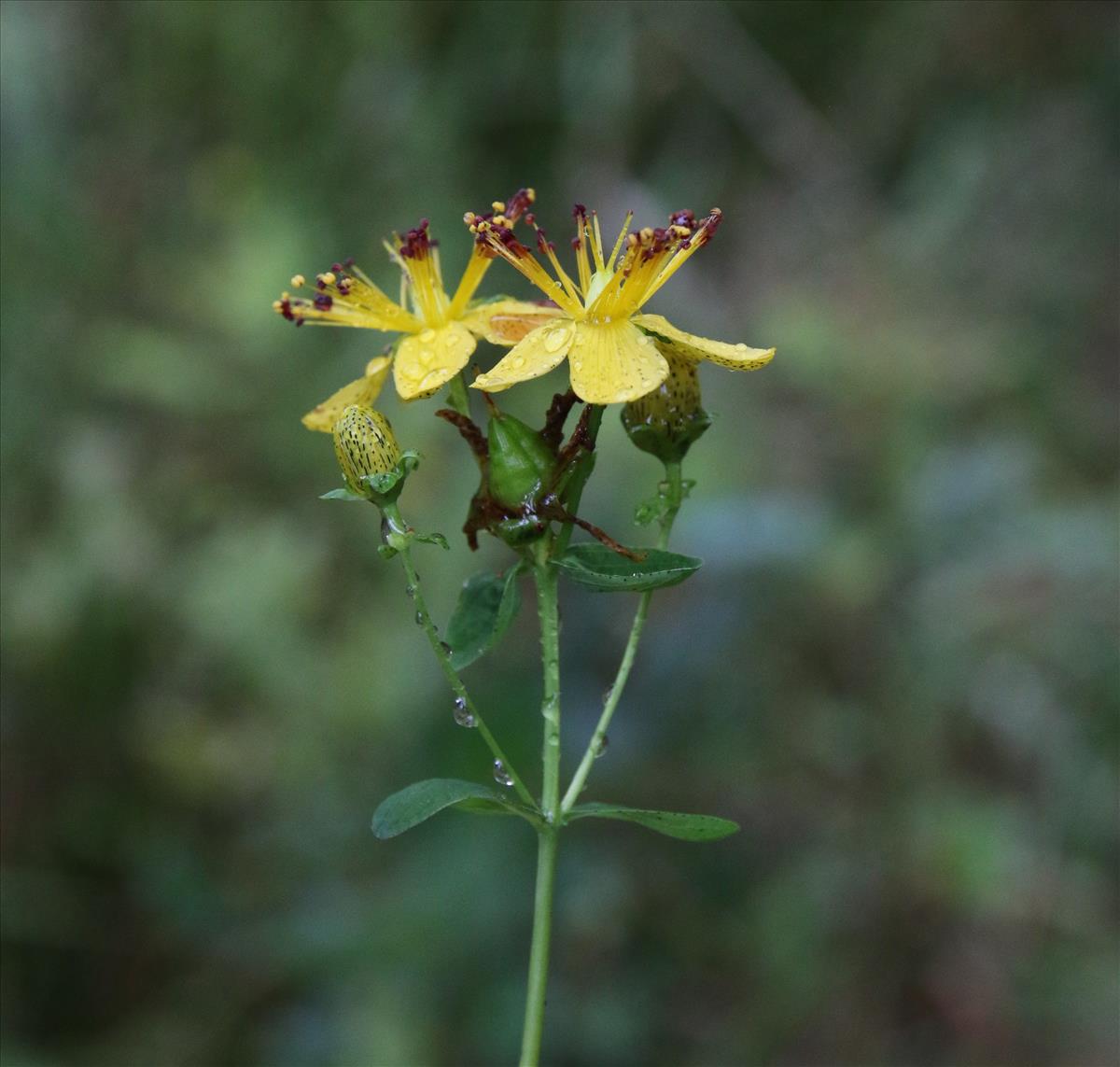 Hypericum maculatum subsp. maculatum (door Stef van Walsum)