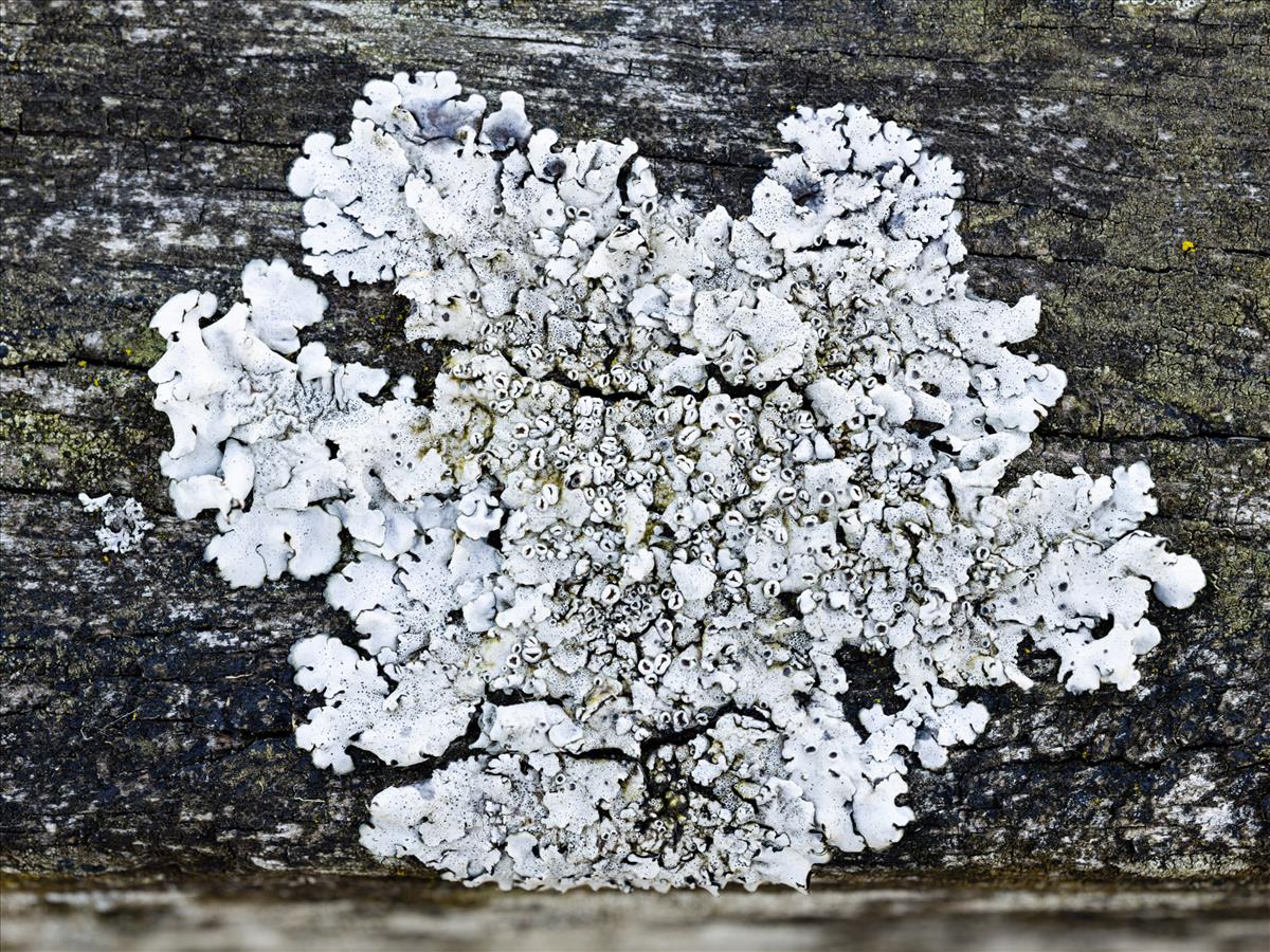 Parmelina quercina (door Matthijs Molenaar)