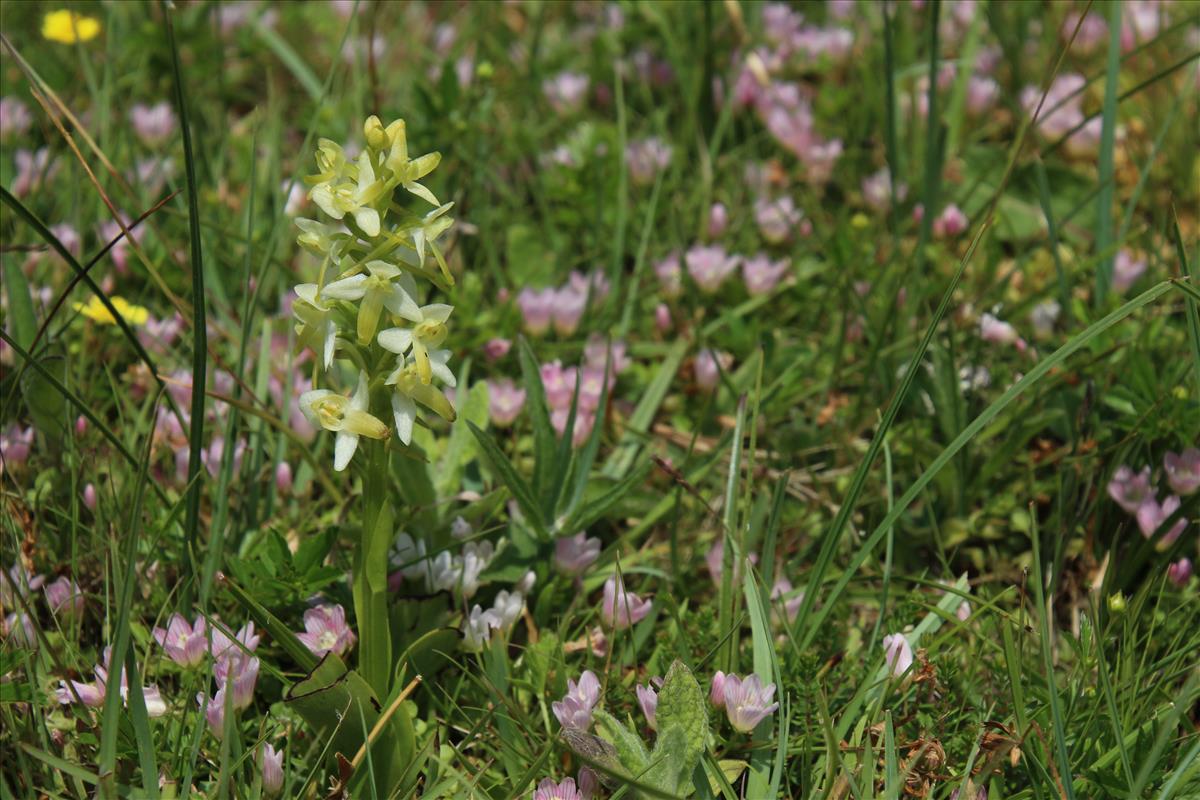 Platanthera bifolia (door Maarten Langbroek)