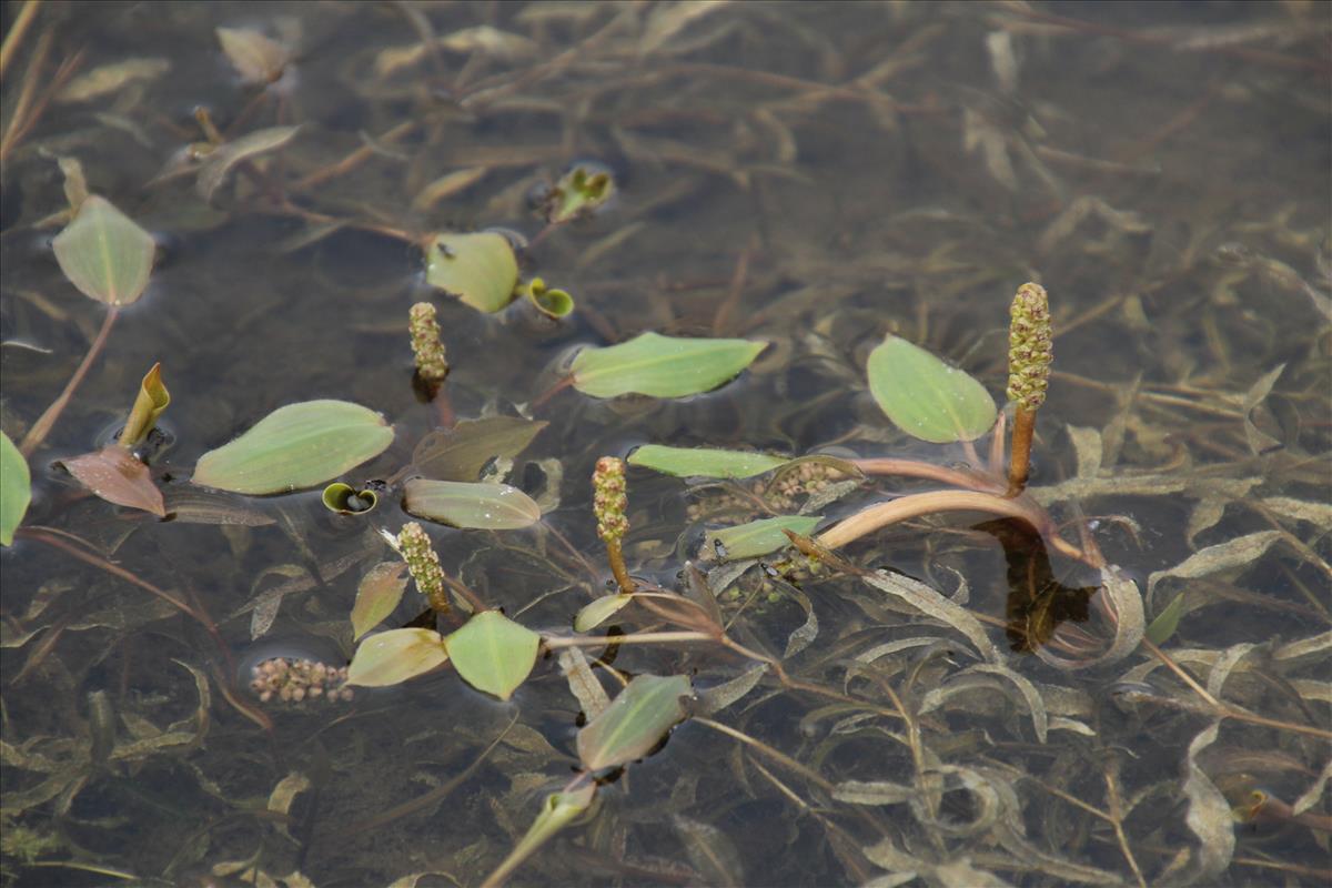 Potamogeton gramineus (door Maarten Langbroek)