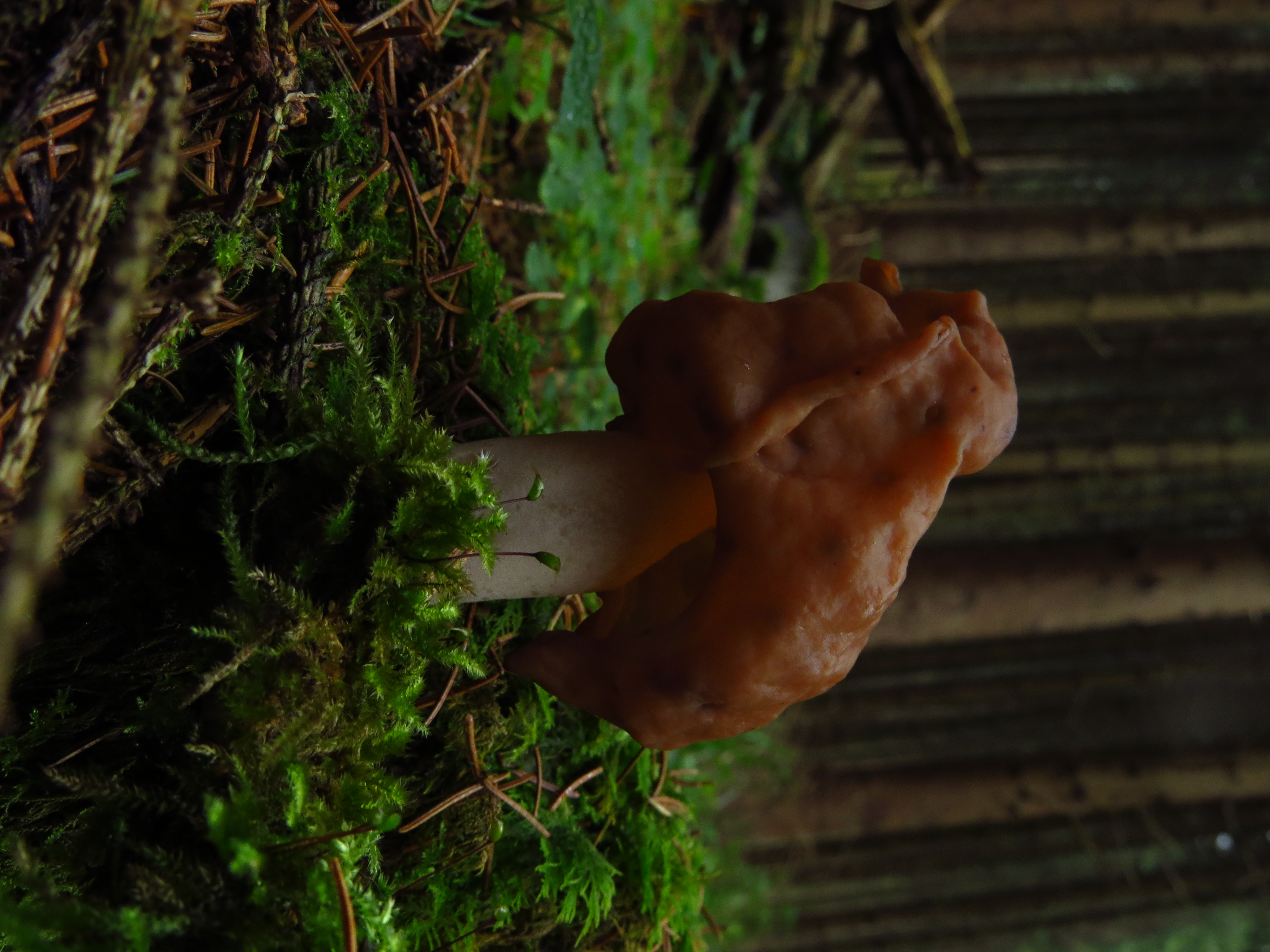 Gyromitra infula (door Ronald van Veen)