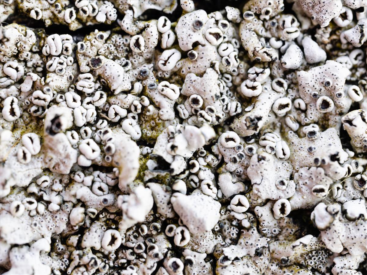 Parmelina quercina (door Matthijs Molenaar)