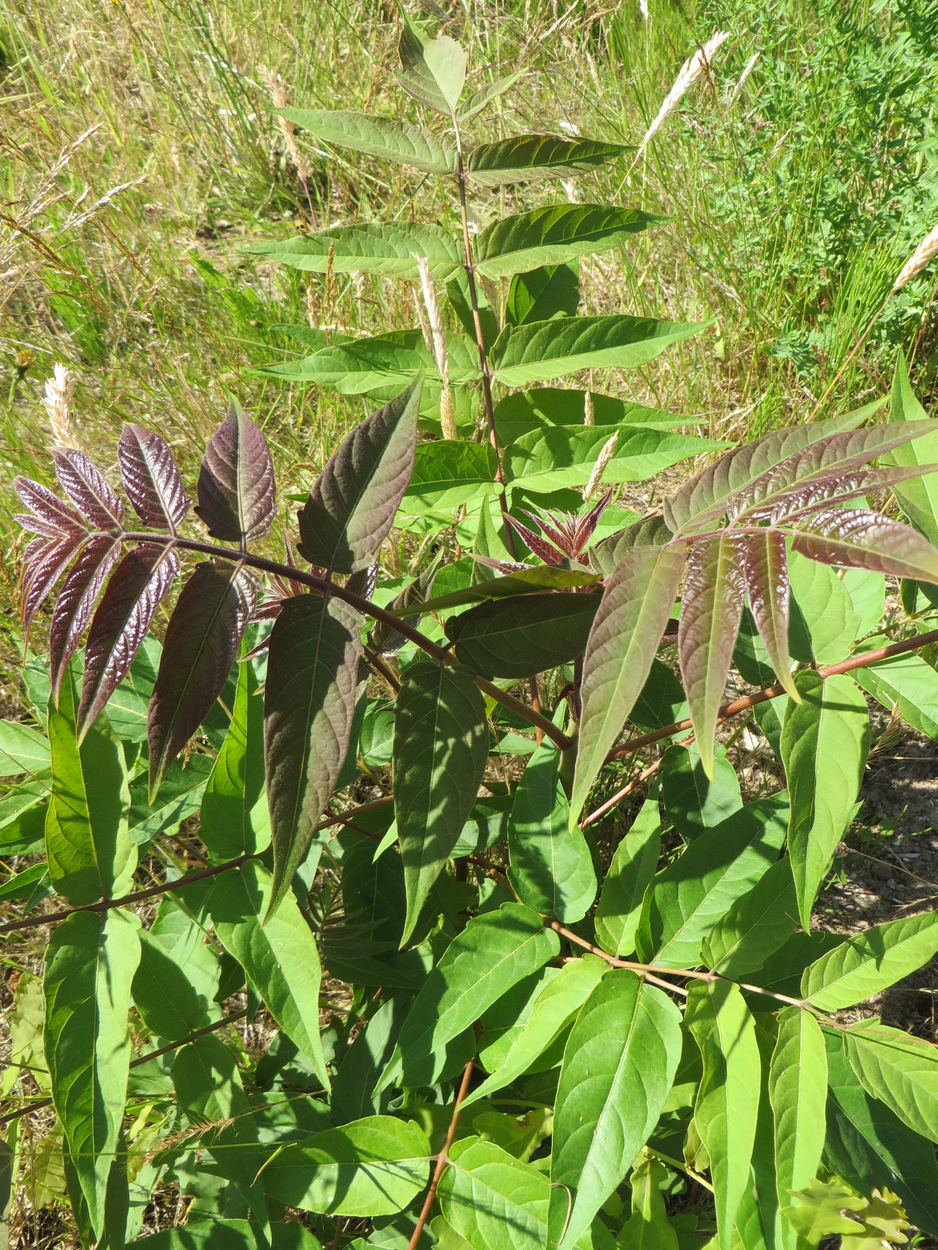 Ailanthus altissima (door Han Beeuwkes)