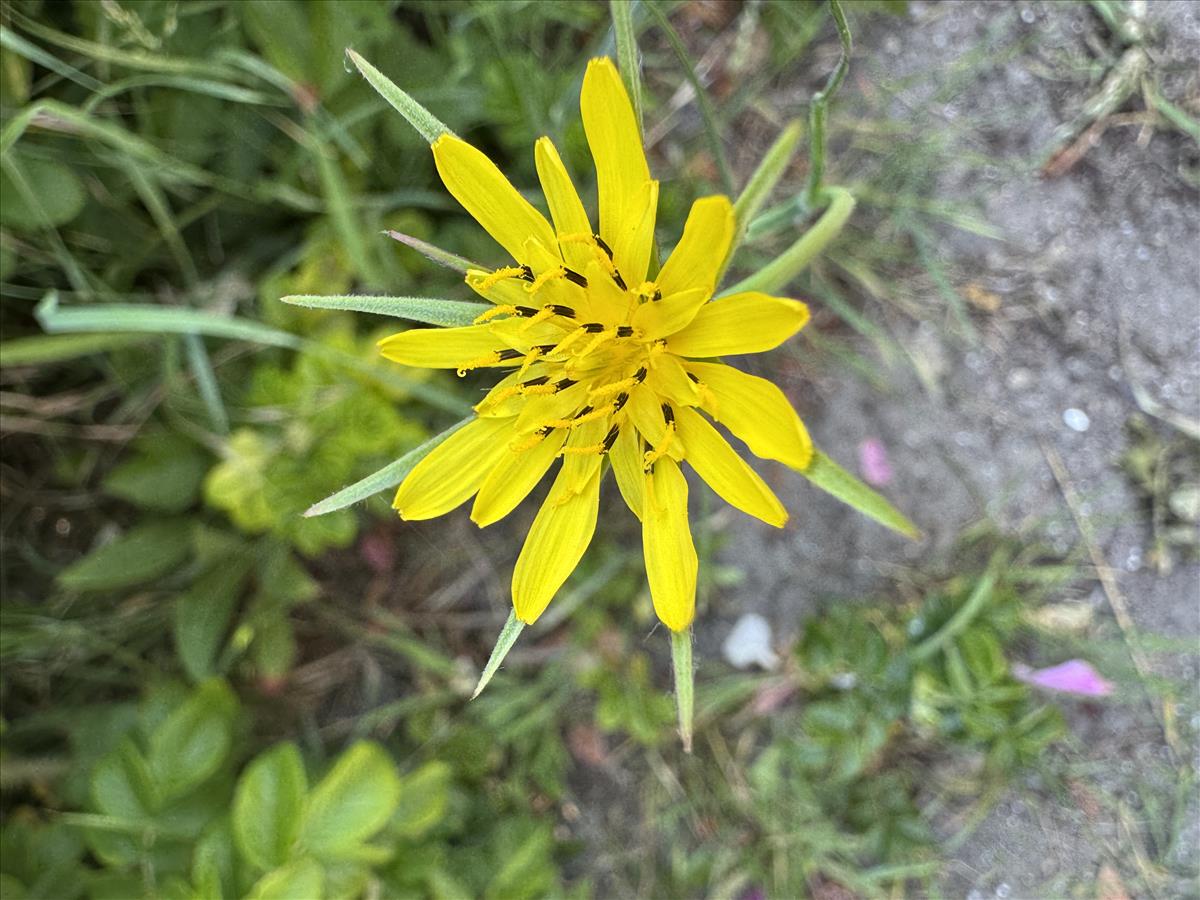 Tragopogon pratensis subsp. minor (door Rudolf van der Schaar)