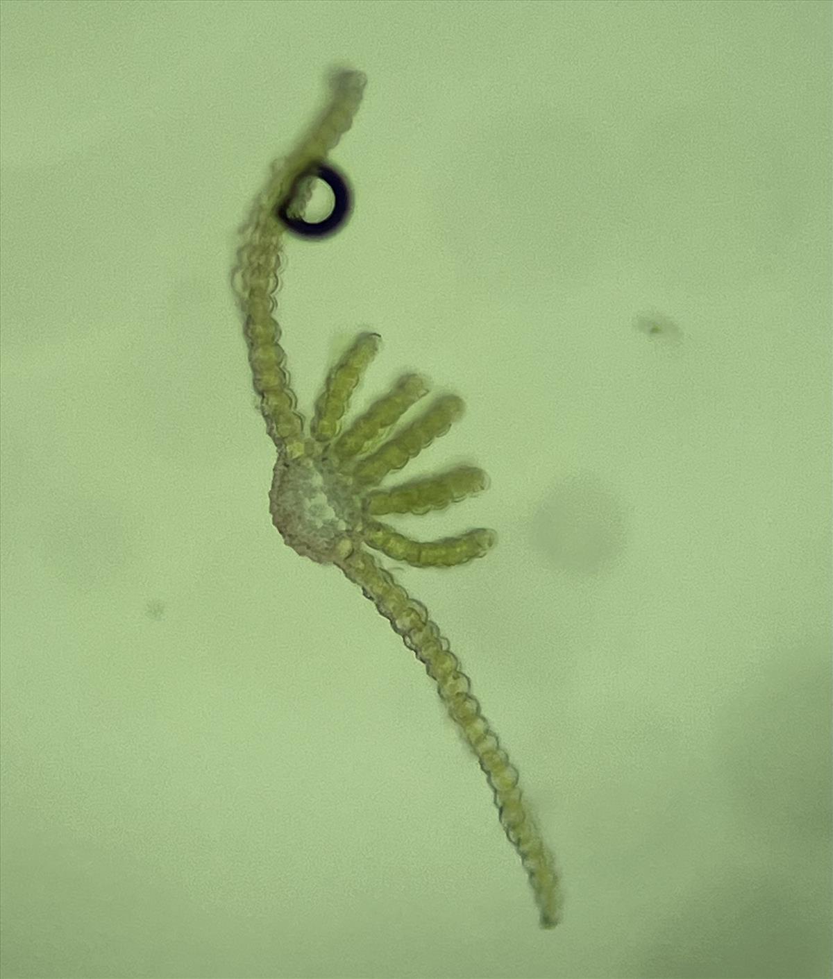 Atrichum angustatum (door Jeroen Willems)