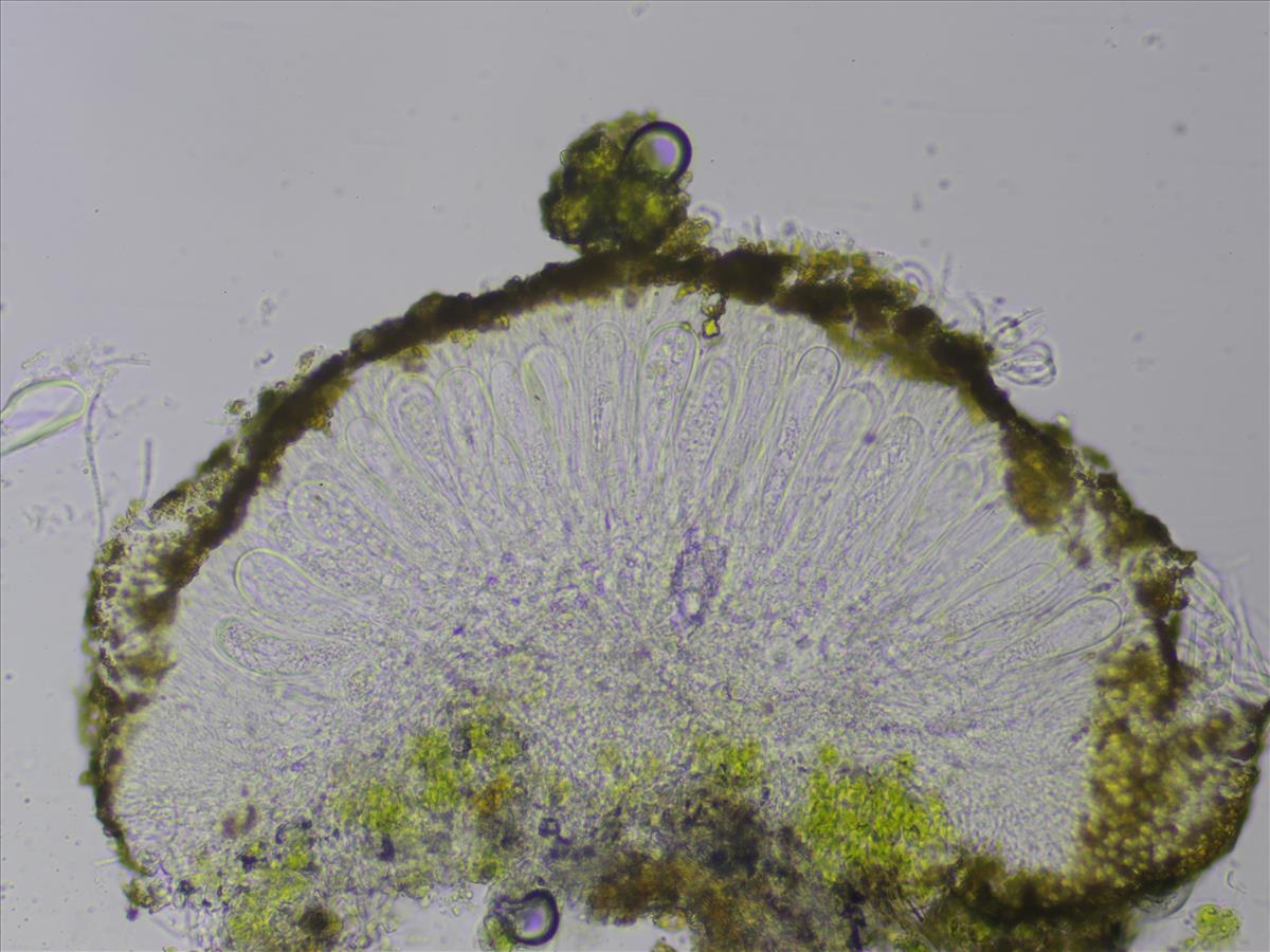 Candelariella efflorescens (door Lukas Verboom)