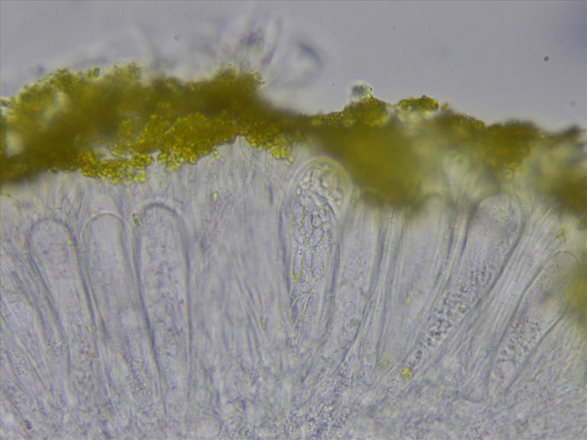 Candelariella efflorescens (door Lukas Verboom)
