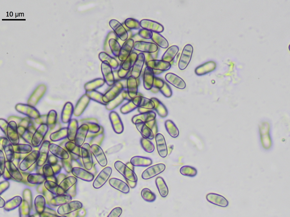 Eopyrenula avellanae (door Lukas Verboom)