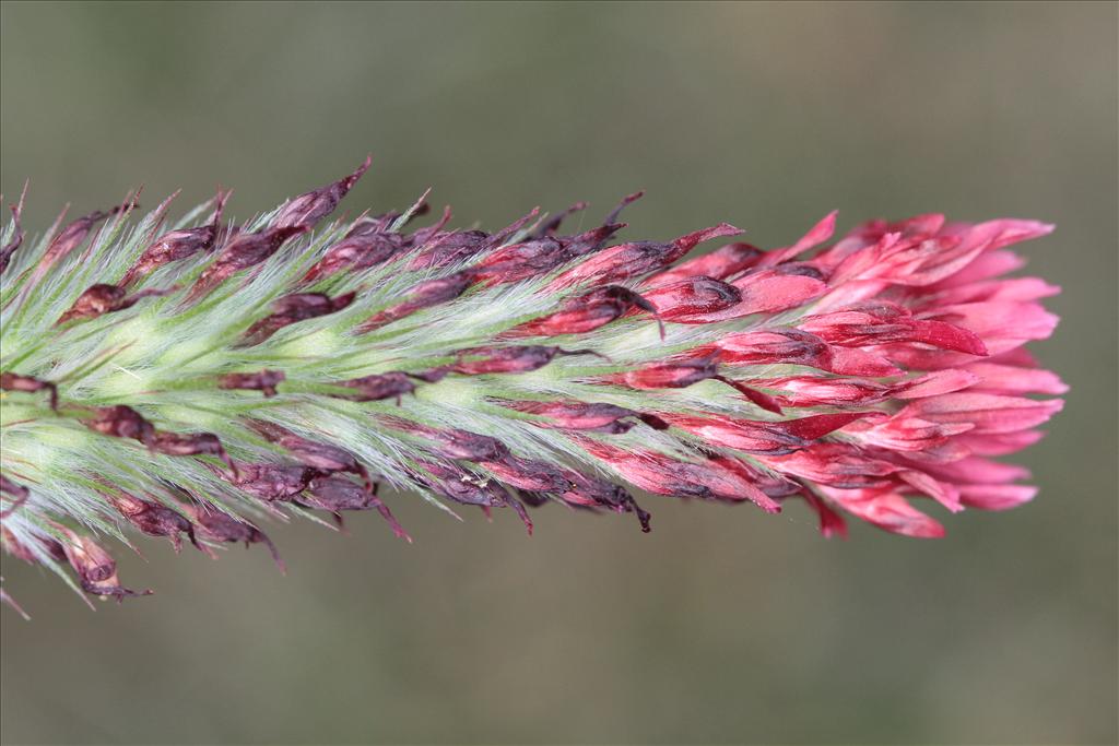 Trifolium incarnatum (door Rudolf van der Schaar)