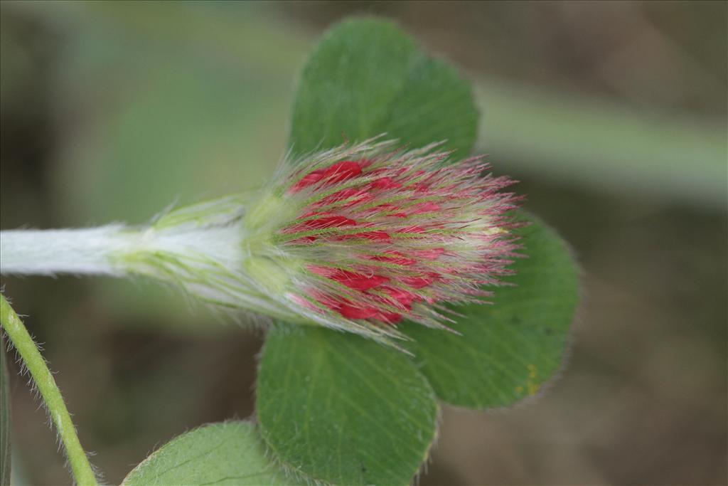 Trifolium incarnatum (door Rudolf van der Schaar)