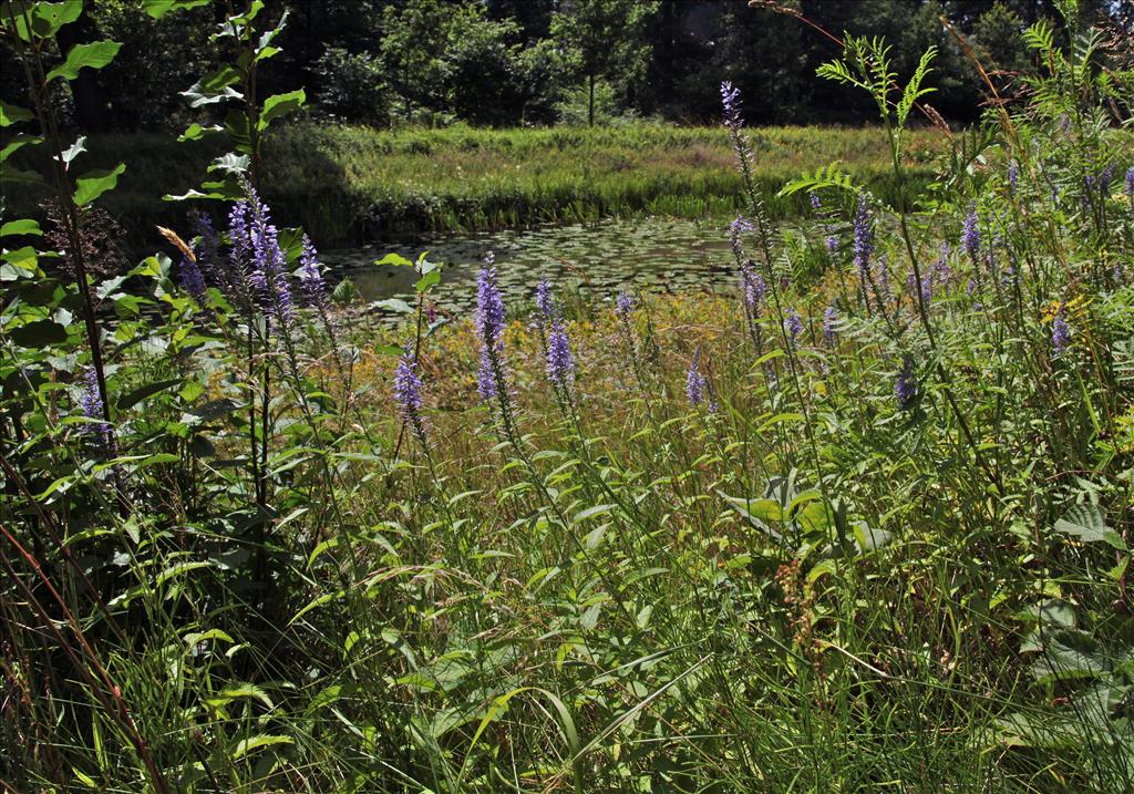 Veronica longifolia (door Jelle Hofstra)