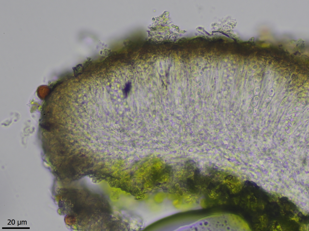 Lecanora polytropa (door Lukas Verboom)