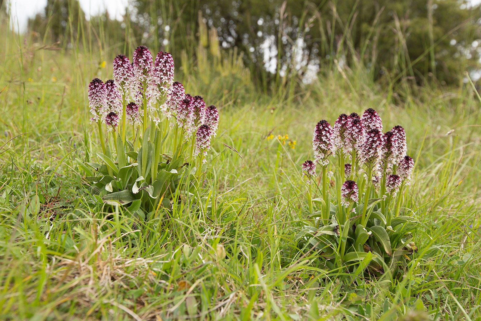 Neotinea ustulata (door Bert Blok)