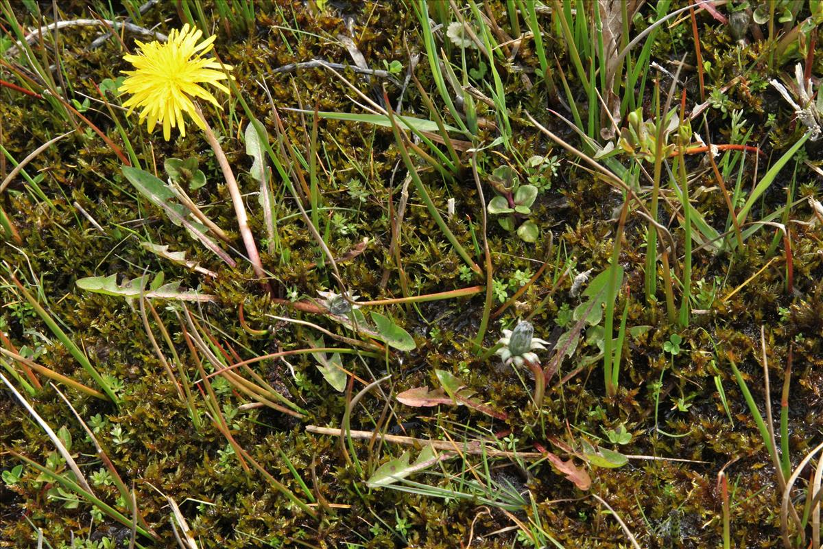 Taraxacum copidophyllum (door Jelle J. Hofstra)