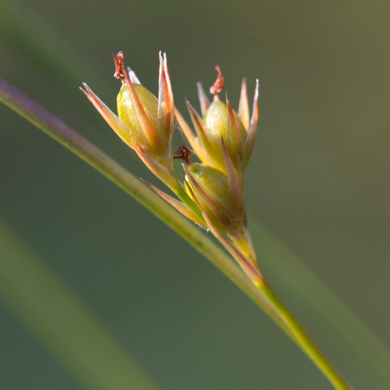 Juncus tenuis (door Valentine Kalwij)