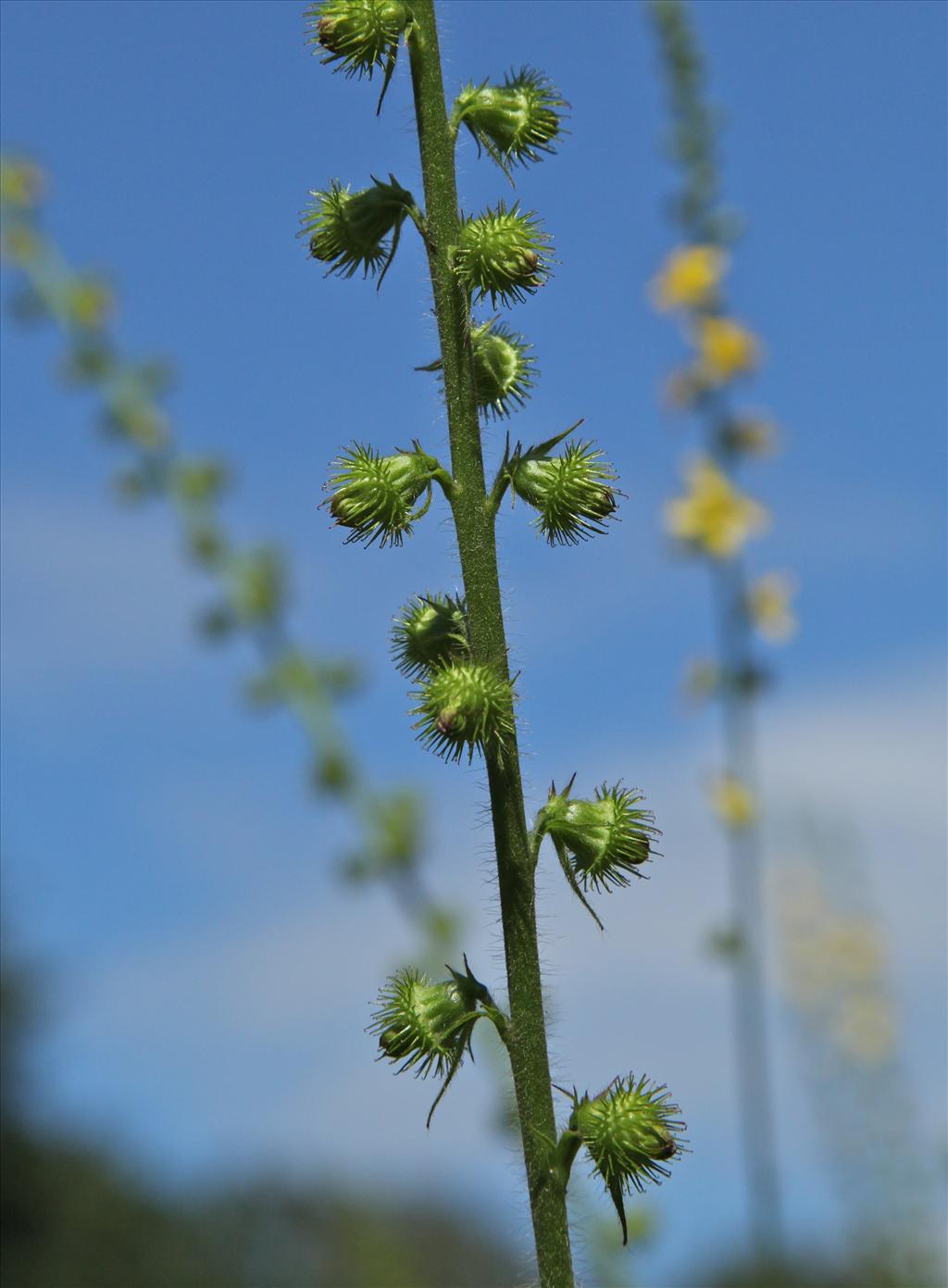 Agrimonia procera (door Jelle Hofstra)