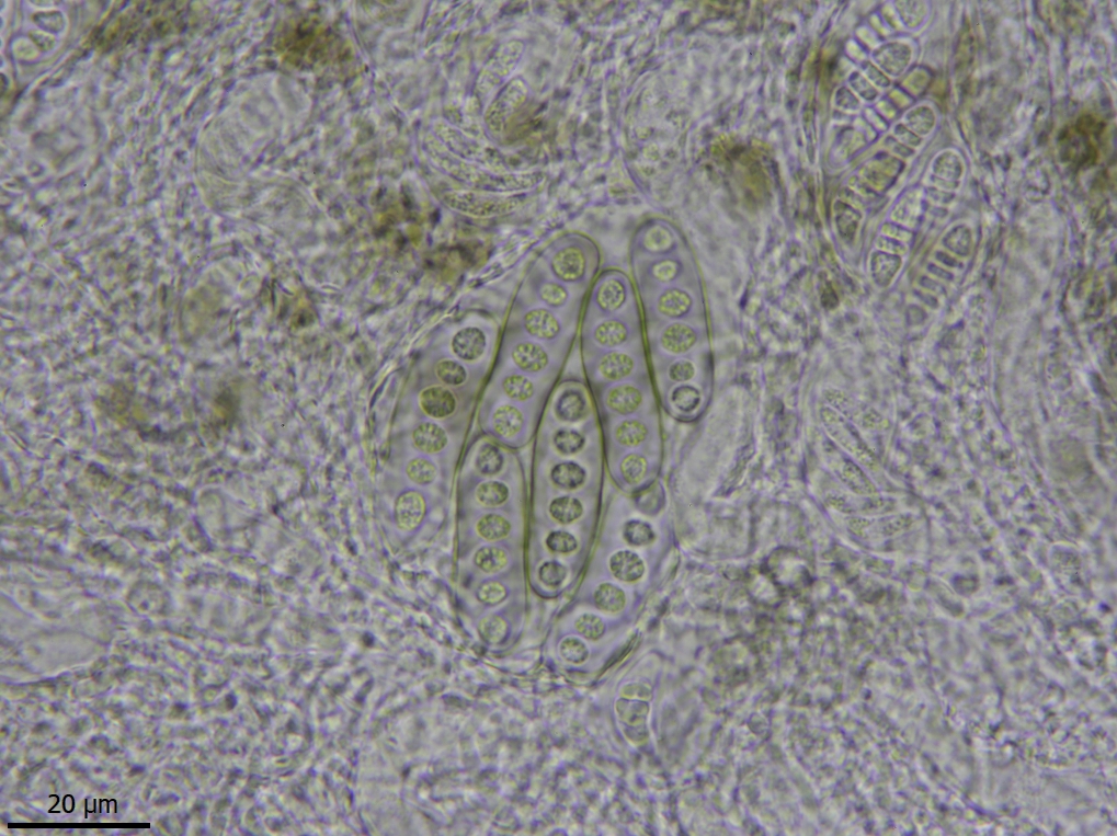Phaeographis lyellii (door Lukas Verboom)