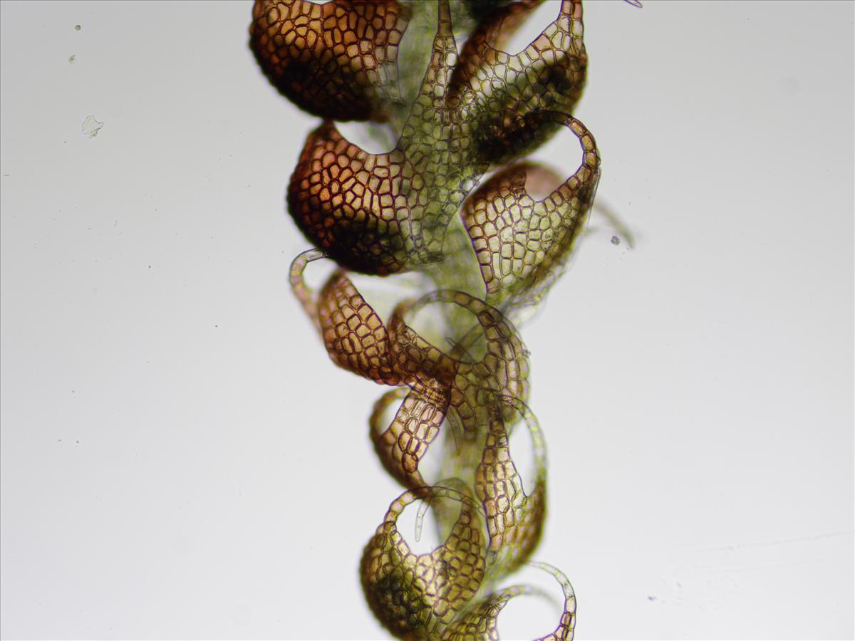 Nowellia curvifolia (door Lukas Verboom)