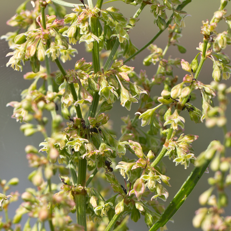 Rumex hydrolapathum (door Valentine Kalwij)