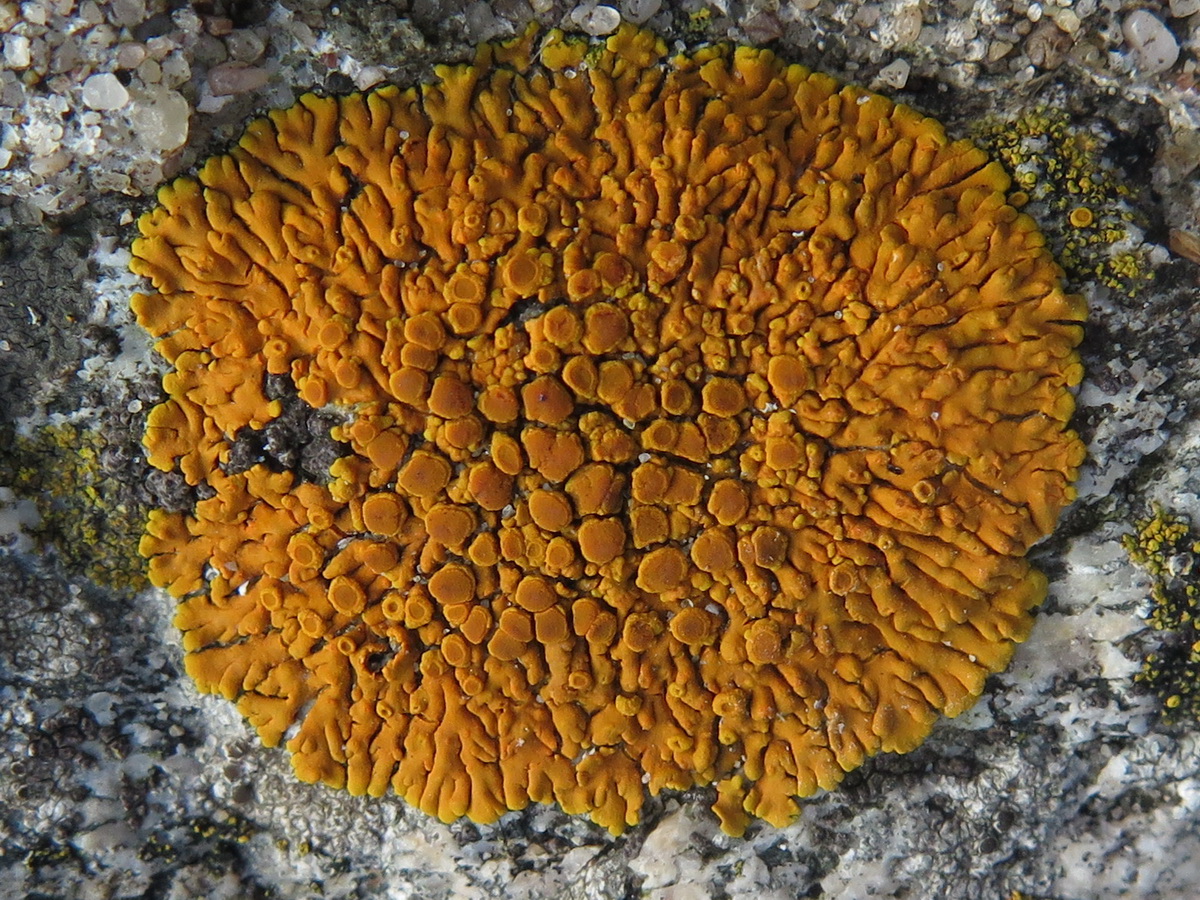 Variospora thallincola (door Hans Toetenel)