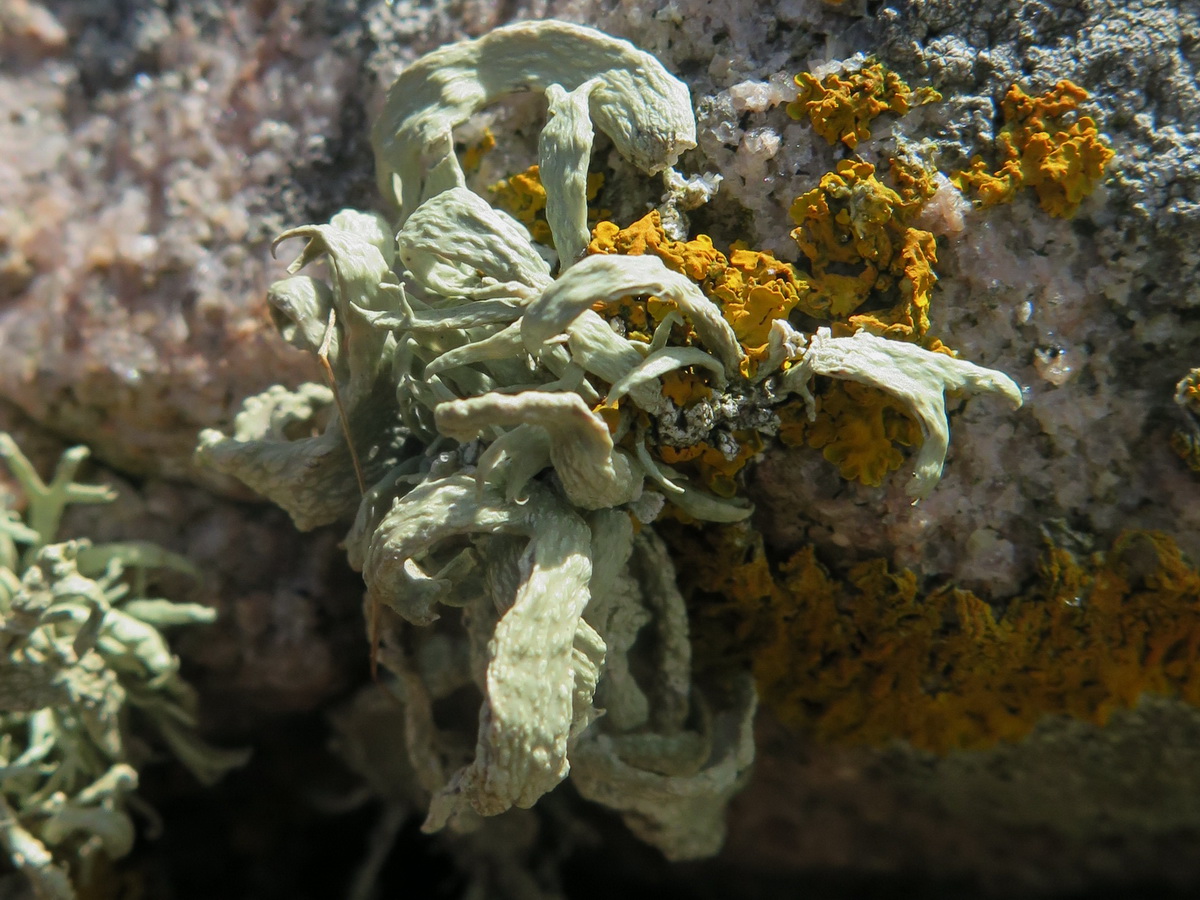 Ramalina siliquosa (door Hans Toetenel)