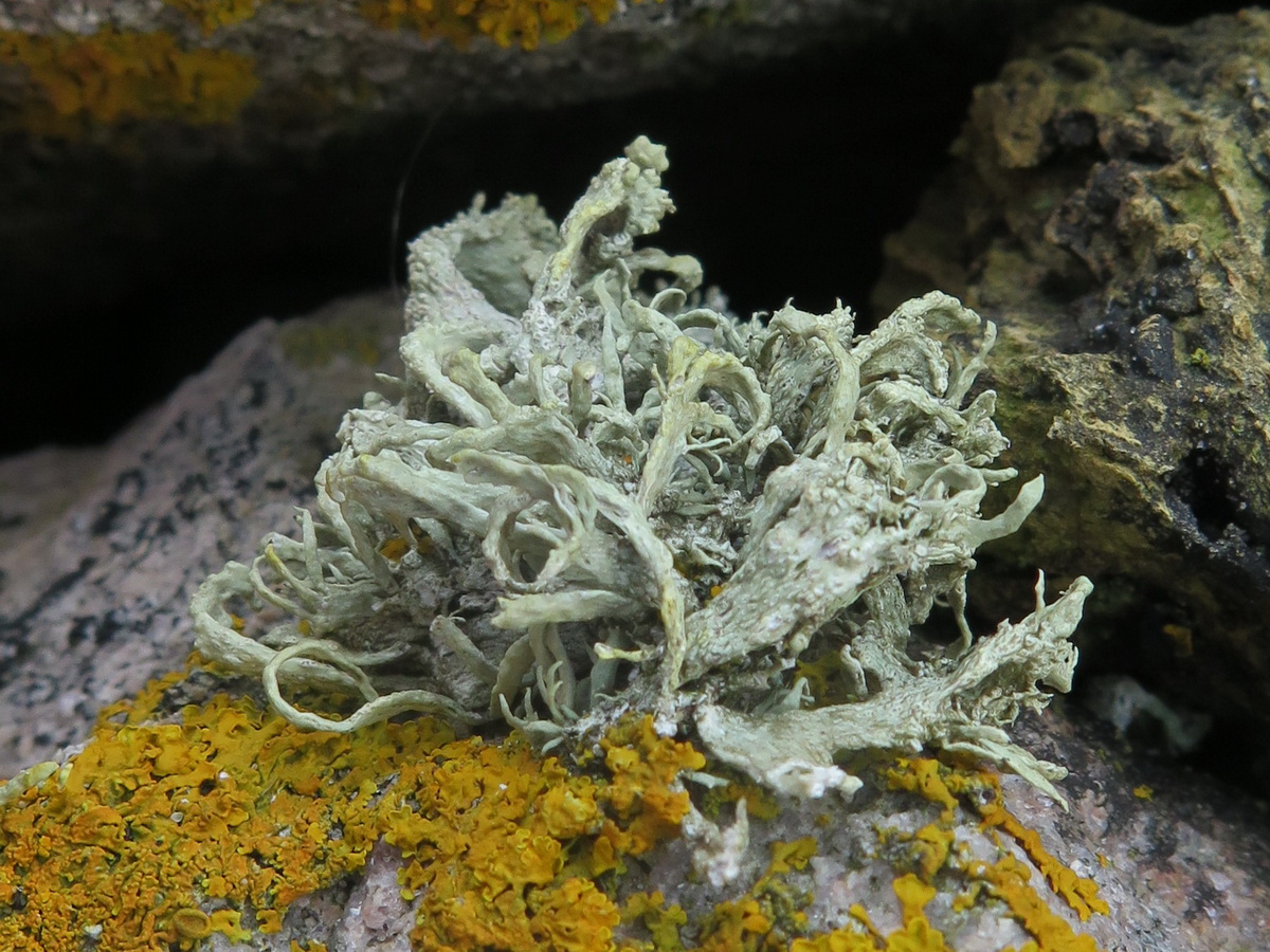 Ramalina siliquosa (door Hans Toetenel)