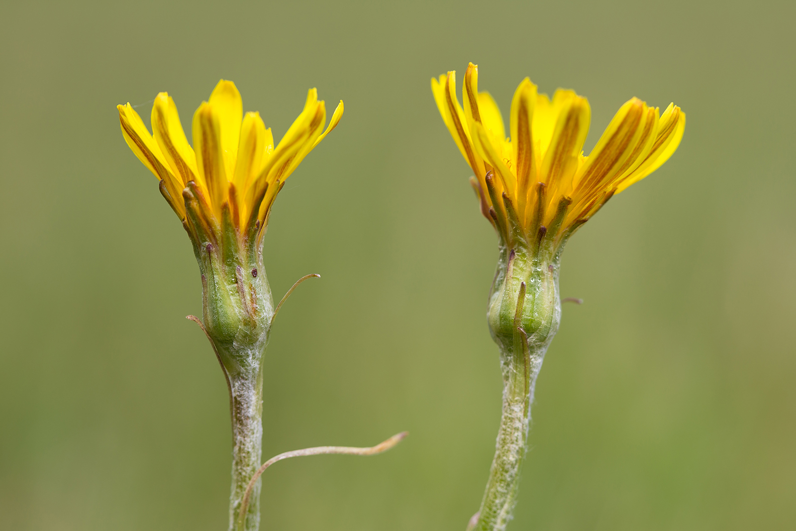 Scorzonera humilis (door Bert Blok)