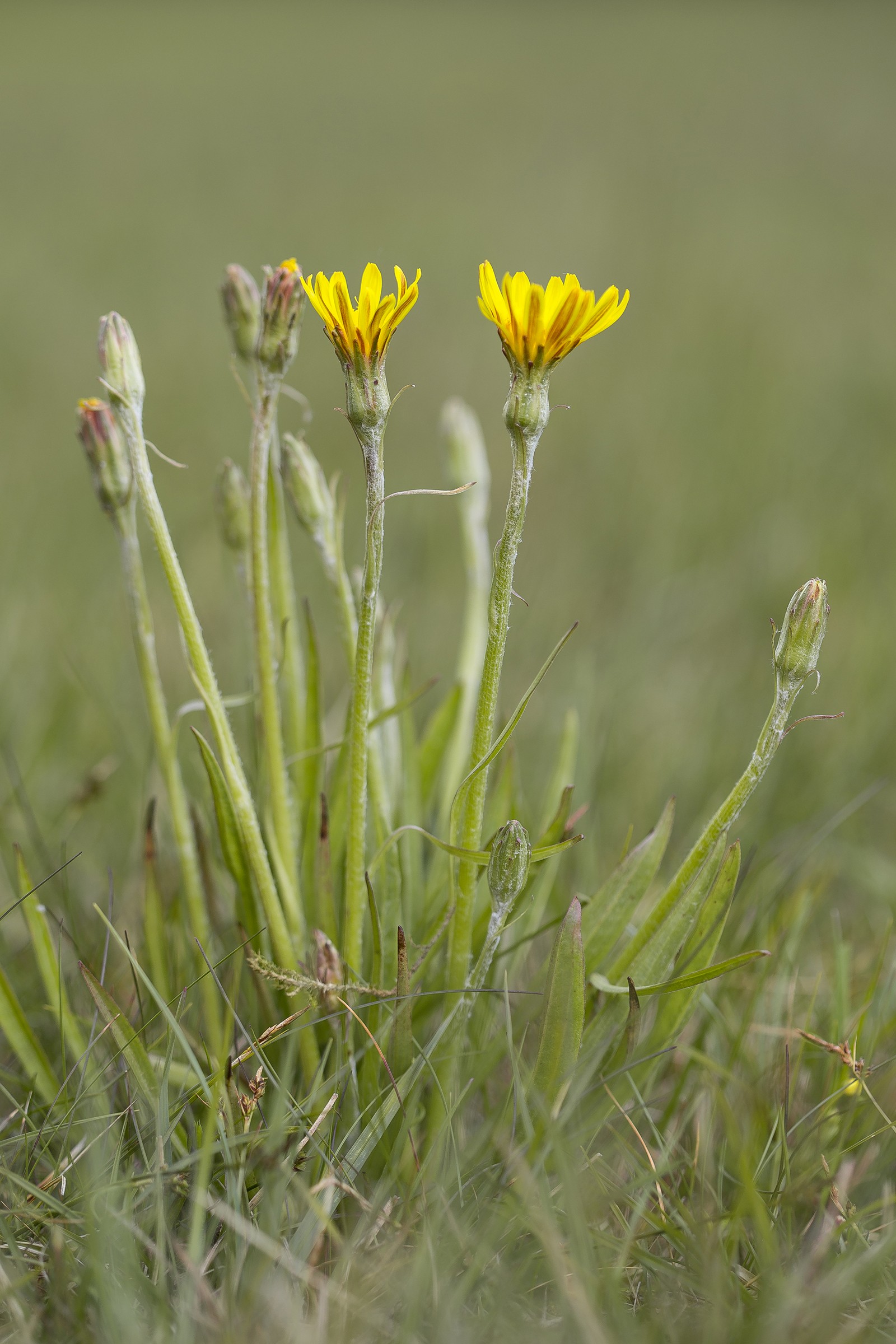 Scorzonera humilis (door Bert Blok)