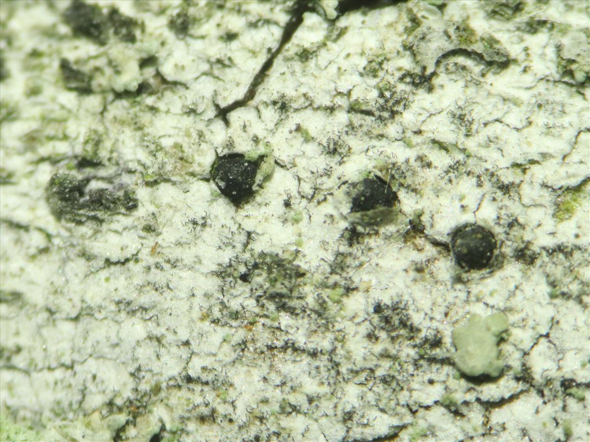 Kirschsteiniothelia atra (door Tom Schier)