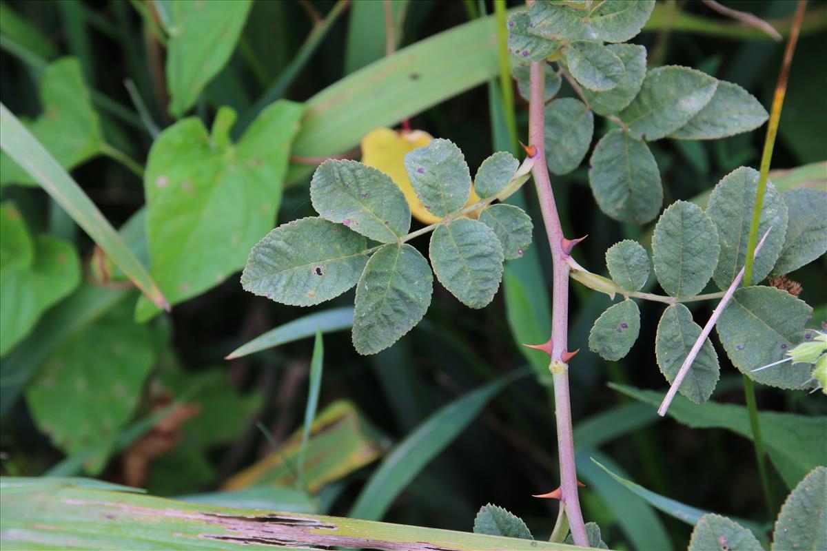 Rosa tomentosa (door Stef van Walsum)