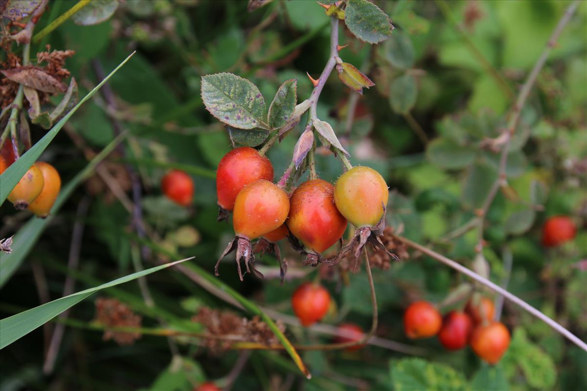 Rosa tomentosa (door Stef van Walsum)