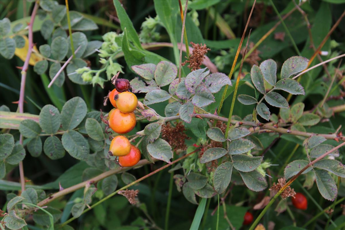 Rosa tomentosa (door Stef van Walsum)