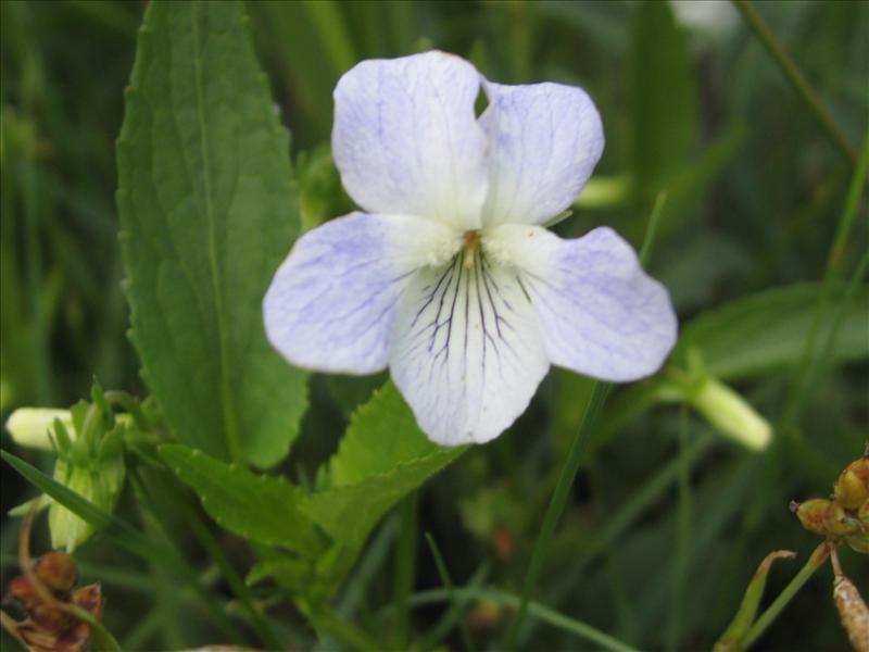 Viola stagnina (door Petra van der Wiel)