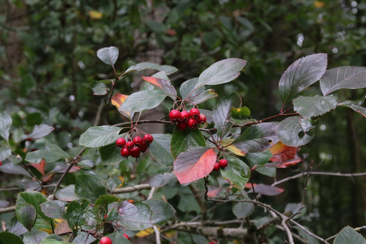Crataegus persimilis (door Stef van Walsum)