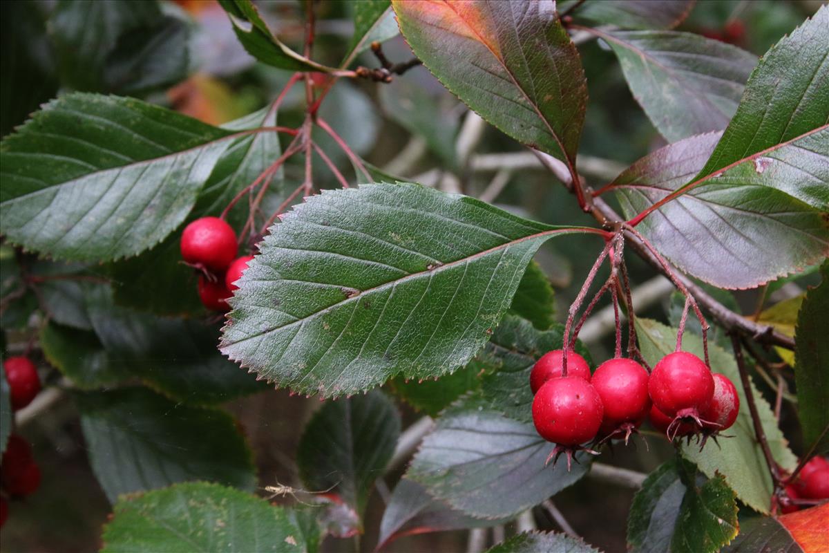 Crataegus persimilis (door Stef van Walsum)