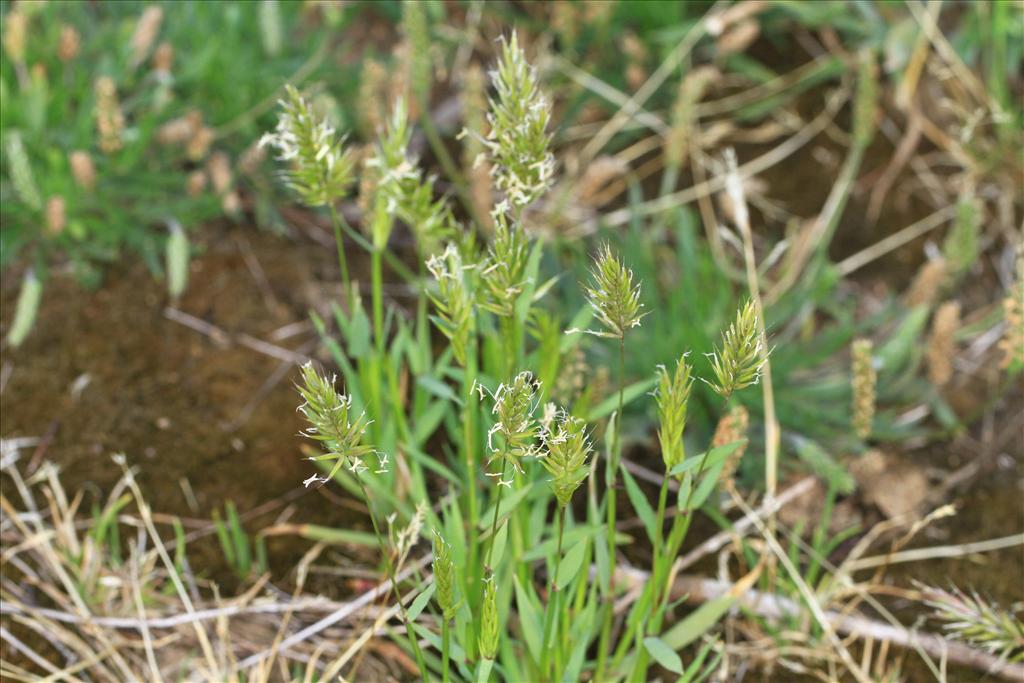 Anthoxanthum aristatum (door Rudolf van der Schaar)