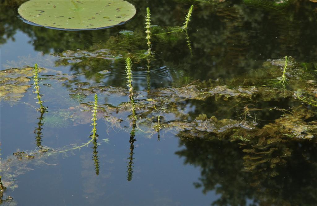 Myriophyllum verticillatum (door Jelle Hofstra)