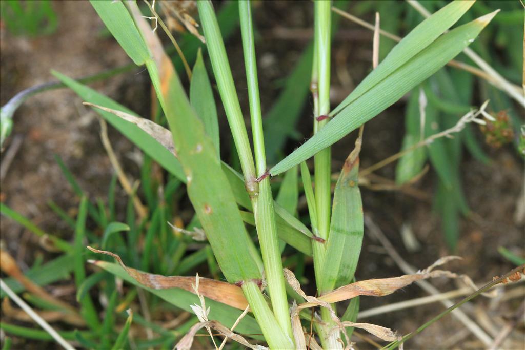 Anthoxanthum aristatum (door Rudolf van der Schaar)