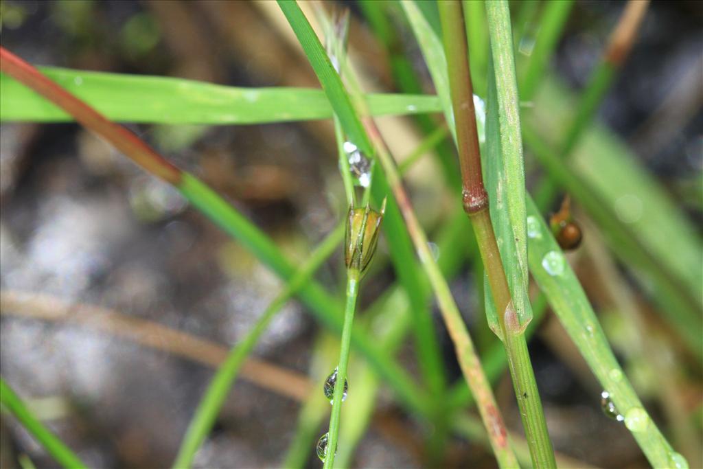 Juncus foliosus (door Rudolf van der Schaar)