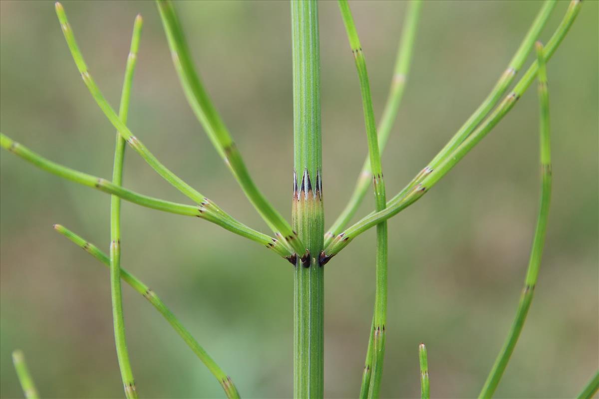 Equisetum palustre (door Stef van Walsum)