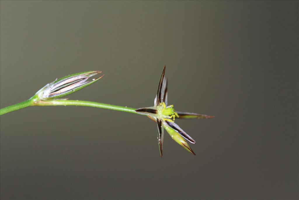 Juncus foliosus (door Rudolf van der Schaar)