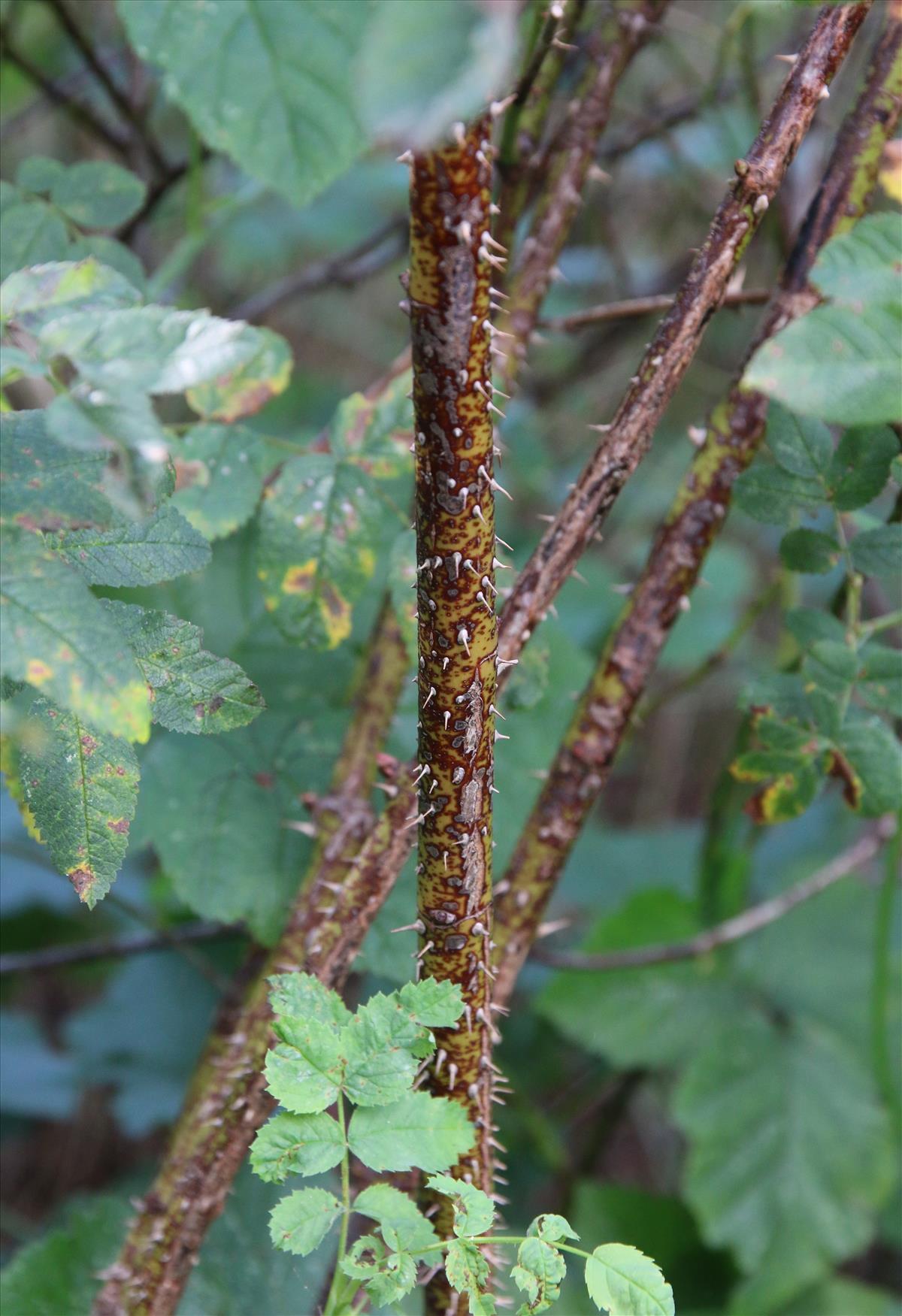 Rosa majalis (door Stef van Walsum)