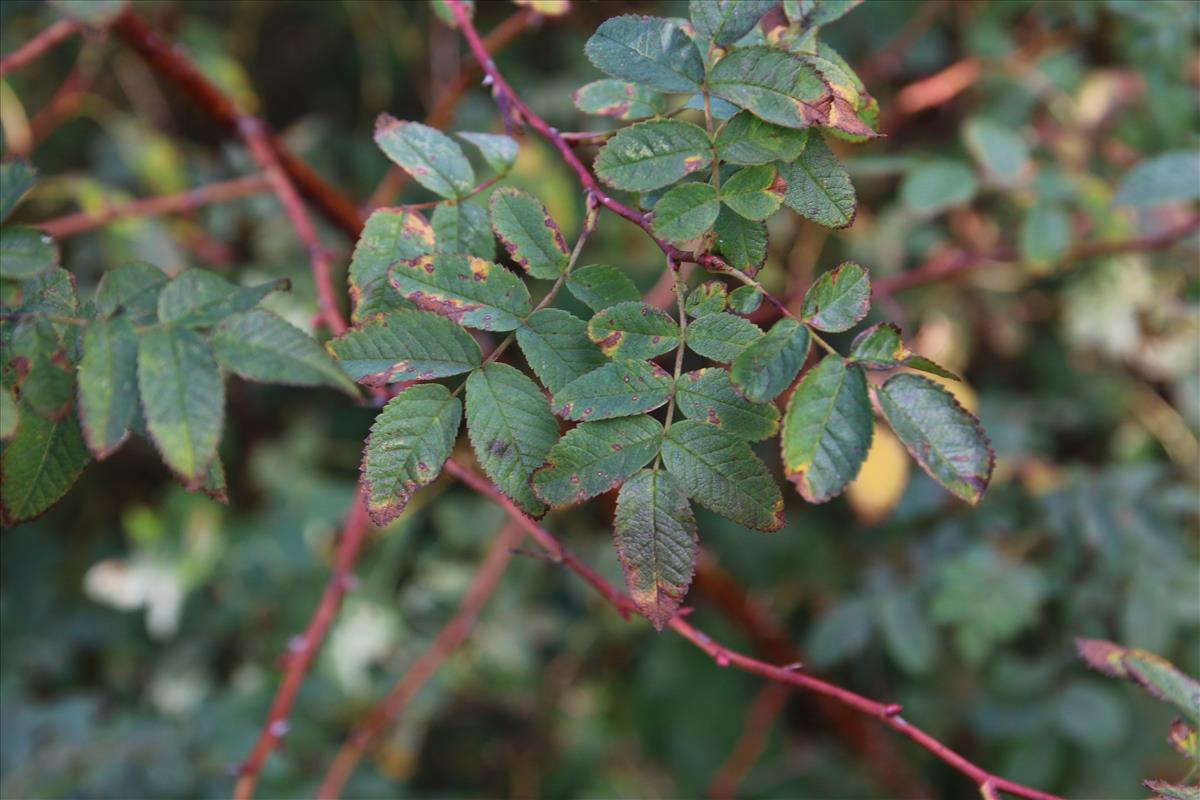 Rosa majalis (door Stef van Walsum)