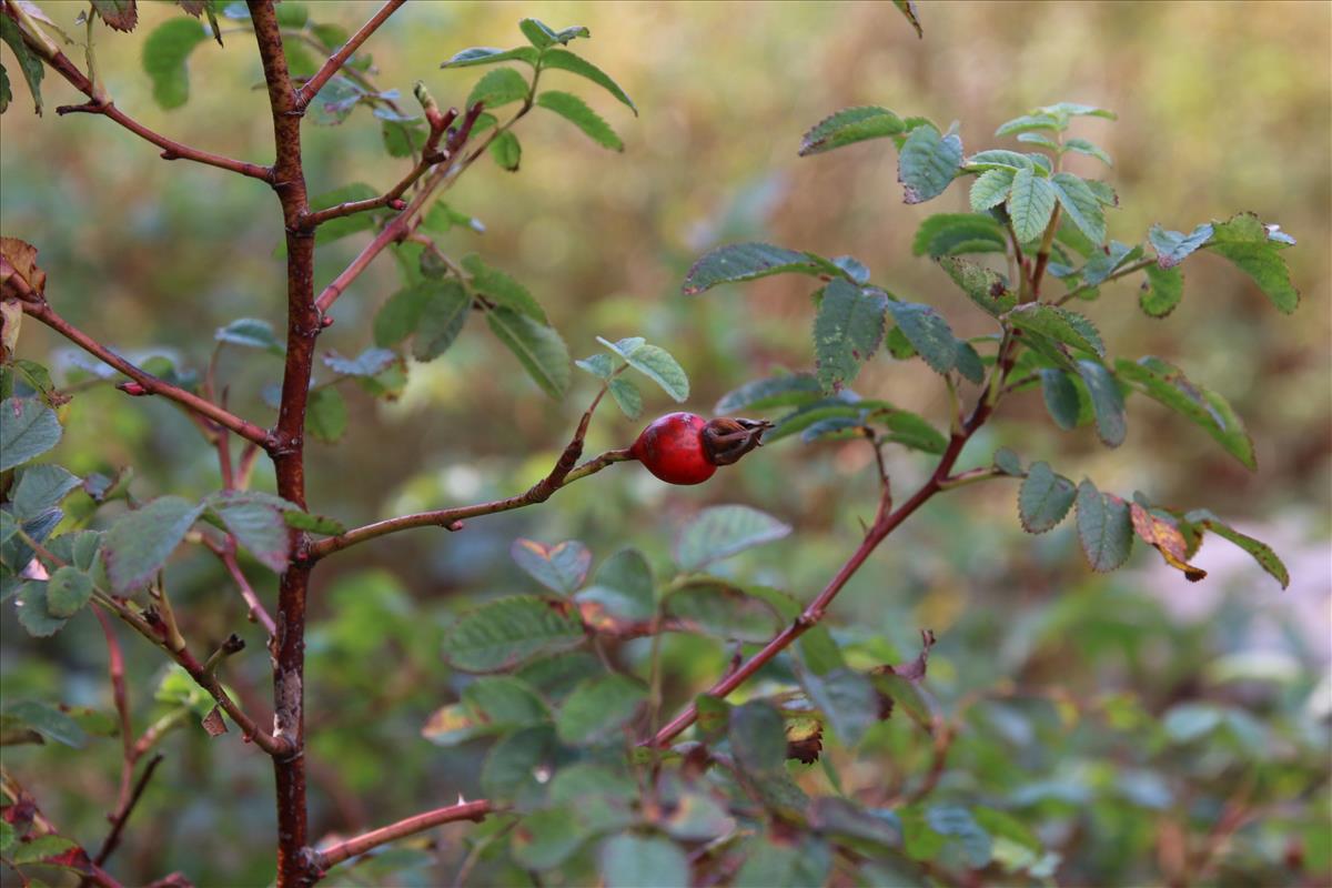 Rosa majalis (door Stef van Walsum)