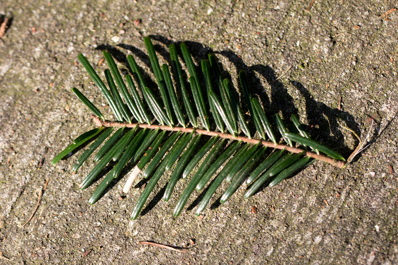 Abies grandis (door Valentine Kalwij)