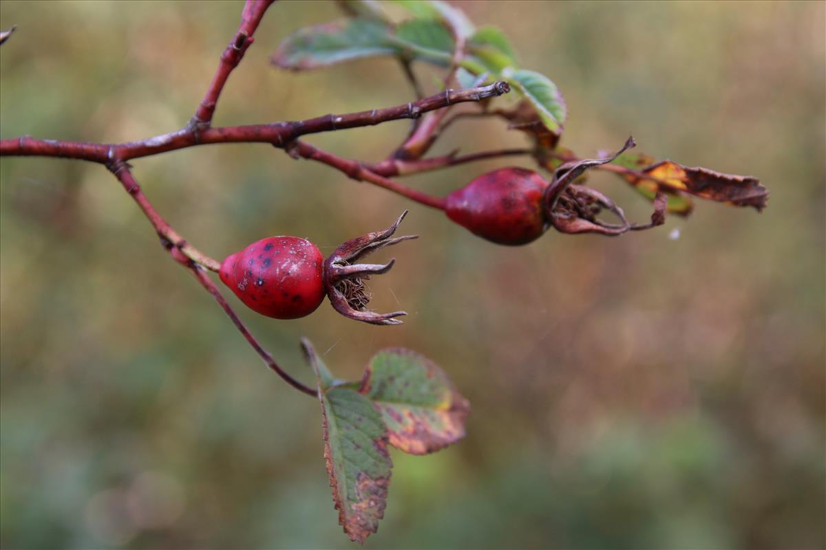 Rosa majalis (door Stef van Walsum)