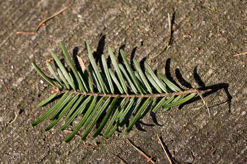 Abies grandis (door Valentine Kalwij)